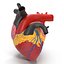 Anatomy Heart Modelo de Plástico Médico