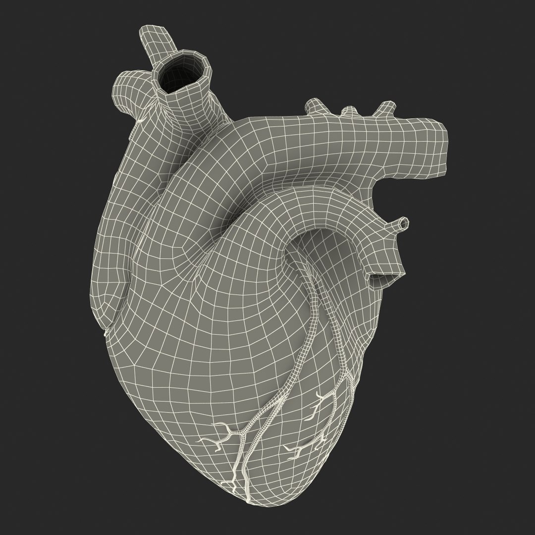 anatomy heart medical plastic 3d model https://p.turbosquid.com/ts-thumb/He/R1TUMC/yHXizZFM/anatomyheartmedicalplasticmodel3dmodel19/jpg/1455994171/1920x1080/fit_q87/5ab0e2a1ed6a25a765274931b96fe03a20bbc70e/anatomyheartmedicalplasticmodel3dmodel19.jpg