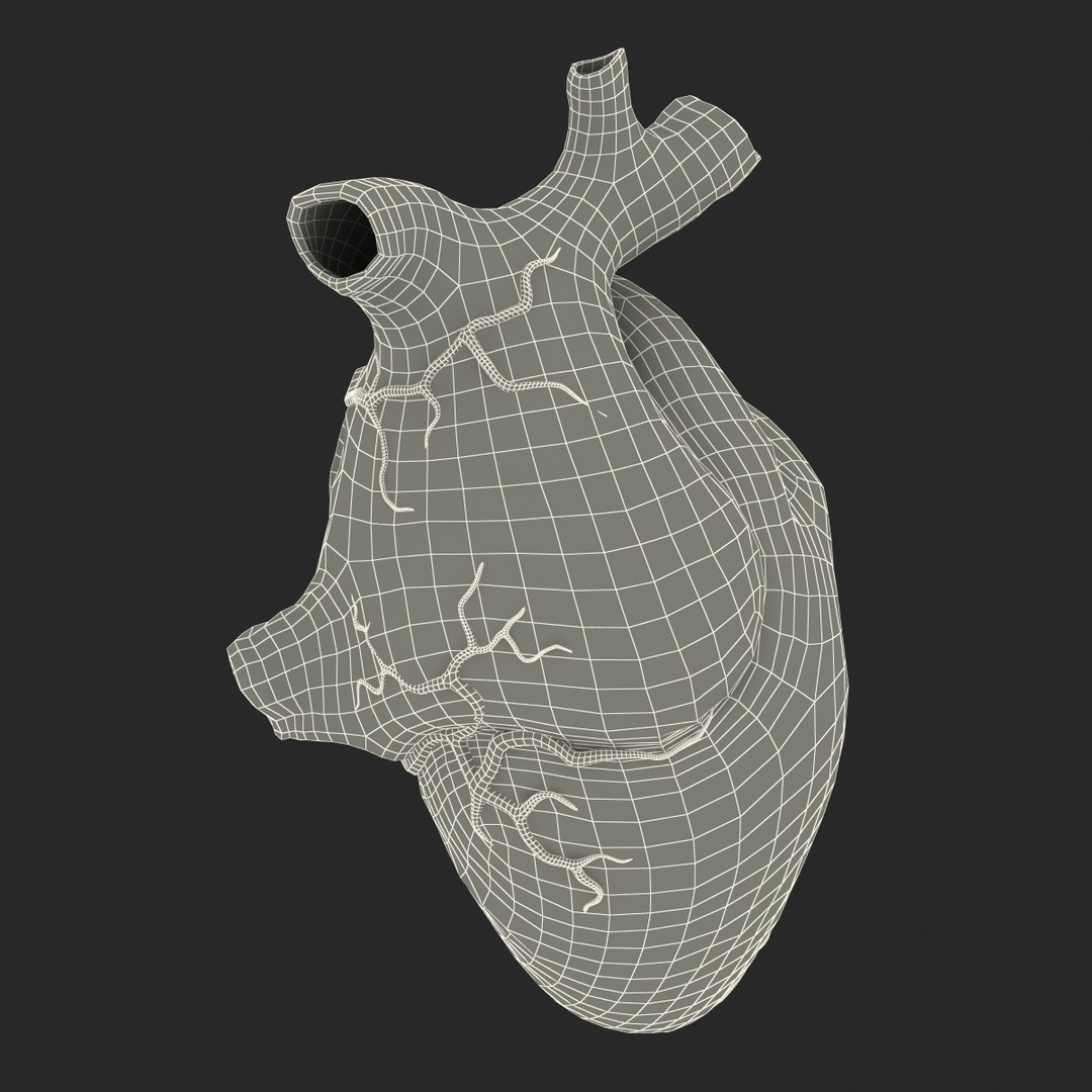 anatomy heart medical plastic 3d model https://p.turbosquid.com/ts-thumb/He/R1TUMC/ybmwSMky/anatomyheartmedicalplasticmodel3dmodel21/jpg/1455994171/1920x1080/fit_q87/20bdbb8a10e18d6315480ab3158c2c48f010c9bb/anatomyheartmedicalplasticmodel3dmodel21.jpg