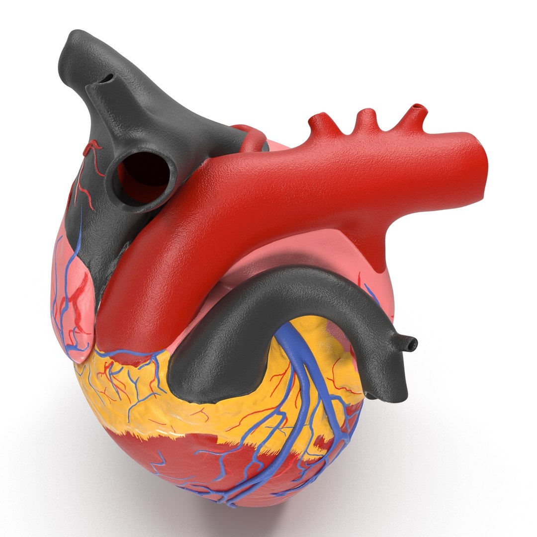 anatomy heart medical plastic 3d model https://p.turbosquid.com/ts-thumb/He/R1TUMC/zszWc1vH/anatomyheartmedicalplasticmodel3dmodel07/jpg/1455994170/1920x1080/fit_q87/176bff25571cfe4a64b724fc7dfd9bc74835e817/anatomyheartmedicalplasticmodel3dmodel07.jpg