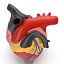 Anatomy Heart Modelo de Plástico Médico