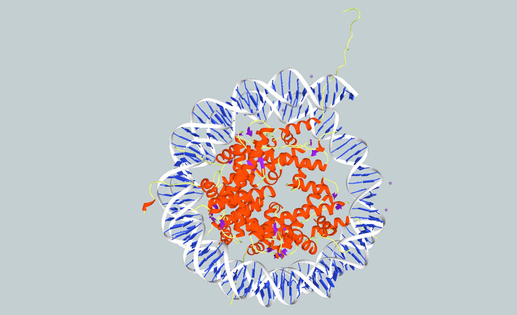 Dna Nucleosome 3d X