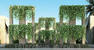 Epipremnum aureum 3