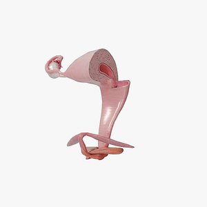 Female Reproductive System - Uterus Anatomy 3D Model