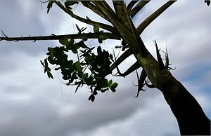 Fantasy tree with displacement