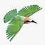 Bee Eater Bird Rigged