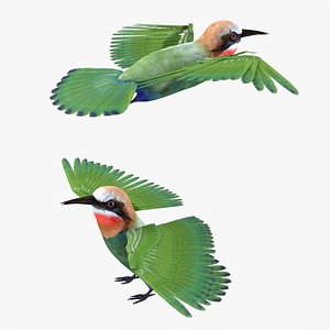 Bee Eater Bird Rigged