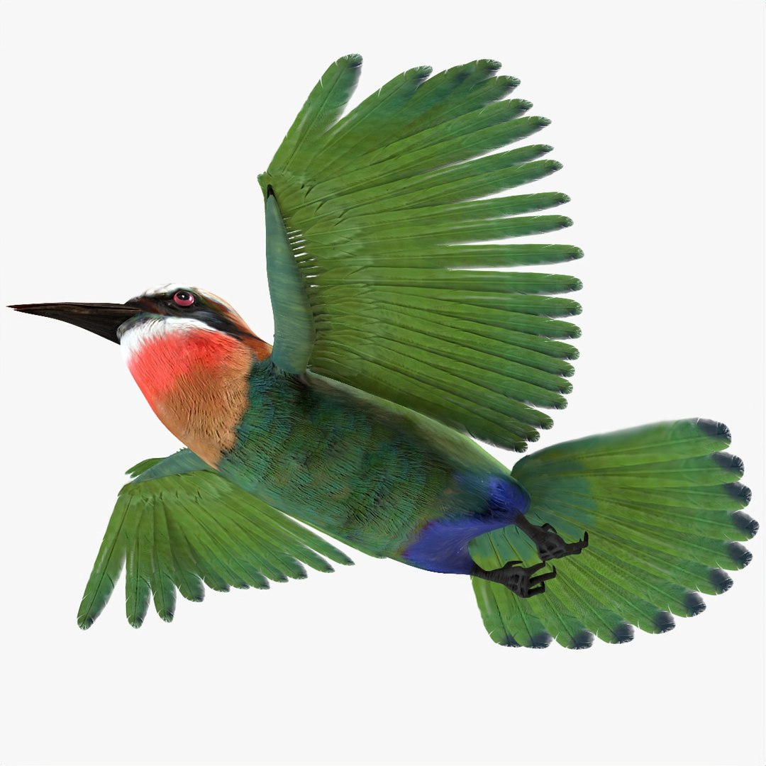 3D rigged https://p.turbosquid.com/ts-thumb/He/trE0bh/NjTU6Qs3/beeeater4/jpg/1586066875/1920x1080/fit_q87/67b8d7b18b4f30b73f4c1721187c3adc502f432e/beeeater4.jpg