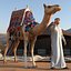 Arabischer Mann mit Kamel im Pelzumhang