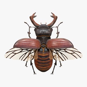 Srag Beetle model