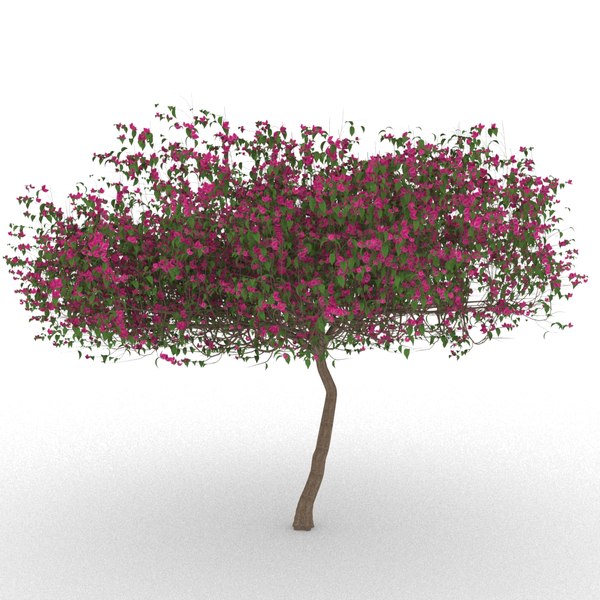 modelo 3d Árbol de buganvilla (santa rita) - TurboSquid 1140150