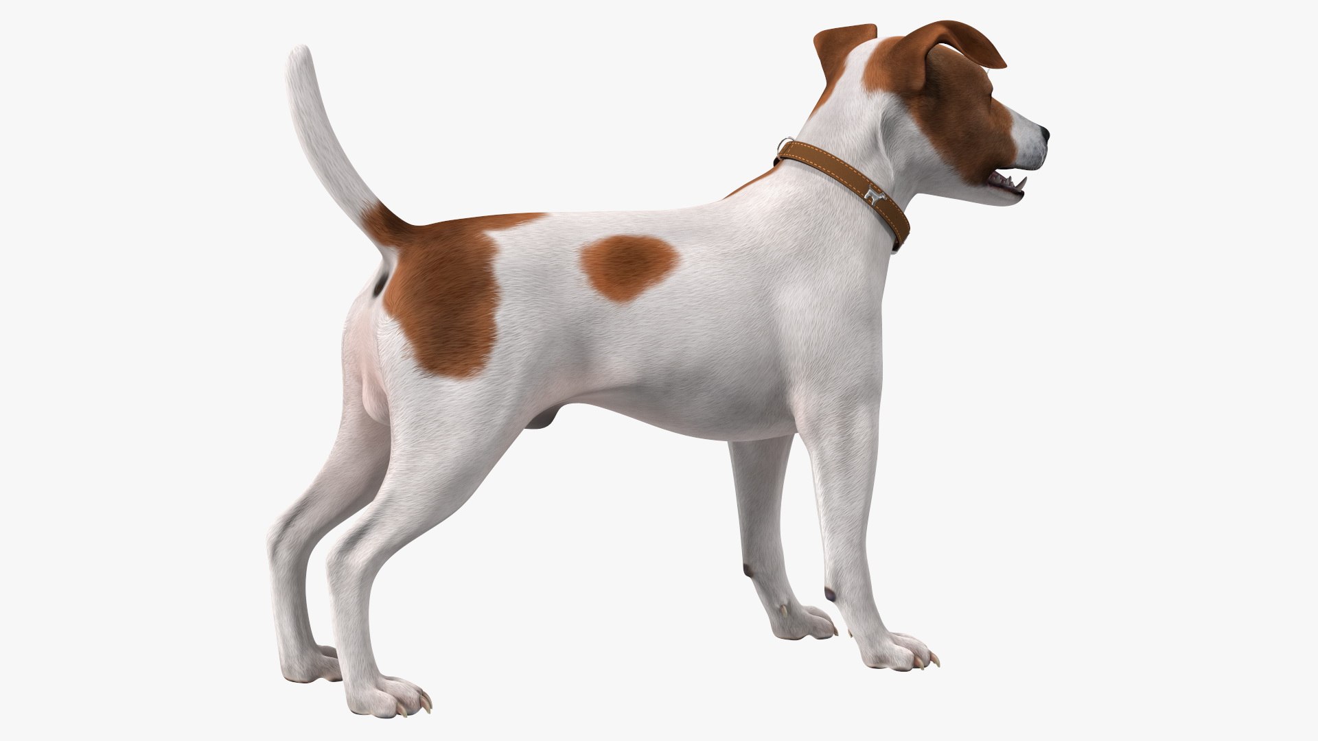 3D Cage with Jack Russell Terrier https://p.turbosquid.com/ts-thumb/Hf/clVZbu/0n/cagewithjackrussellterrier3dsmodel015/jpg/1635434675/1920x1080/fit_q87/019aeb6f980e9cb7ec6ea88b58e13145423f1c52/cagewithjackrussellterrier3dsmodel015.jpg