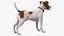 Klatka z Jack Russell Terrierem