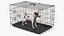 Klatka z Jack Russell Terrierem