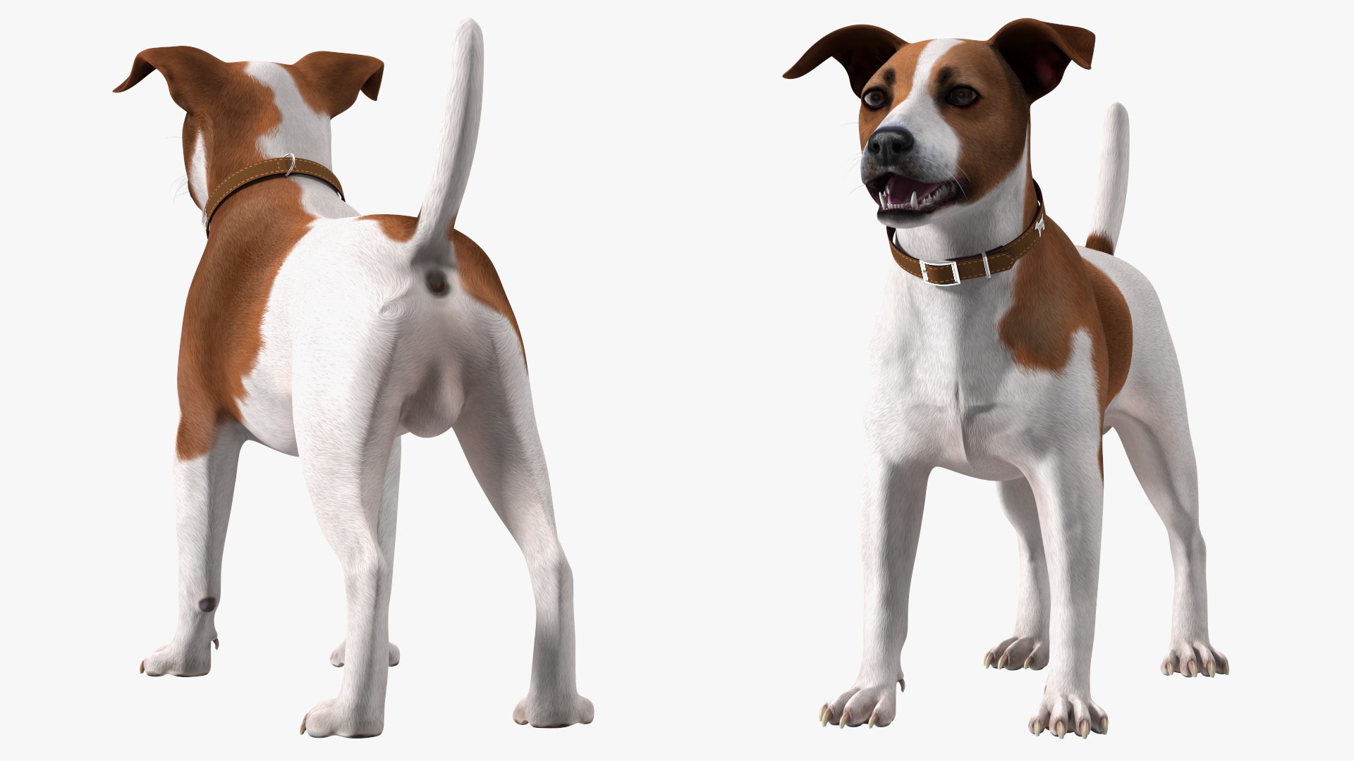 3D Cage with Jack Russell Terrier https://p.turbosquid.com/ts-thumb/Hf/clVZbu/Tv/cagewithjackrussellterrier3dsmodel013/jpg/1635434669/1920x1080/fit_q87/90f414c7df60440c2bc607c11a429f3f1c4d76a7/cagewithjackrussellterrier3dsmodel013.jpg