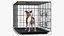 Klatka z Jack Russell Terrierem