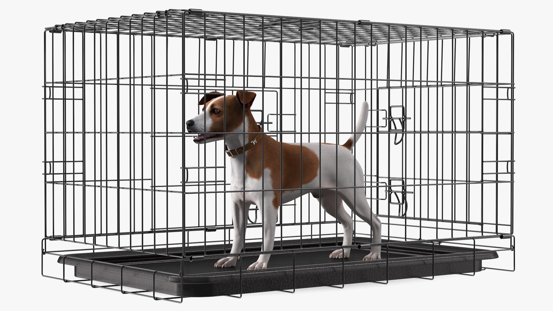3D Cage with Jack Russell Terrier https://p.turbosquid.com/ts-thumb/Hf/clVZbu/uD/cagewithjackrussellterrier3dsmodel011/jpg/1635434664/1920x1080/fit_q87/c0866b0d5bec3953209dc1fd5b0476c5ad6c2f3b/cagewithjackrussellterrier3dsmodel011.jpg