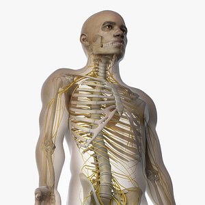 3D skin african male skeleton model