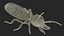 Termite Rigged for Maya 3D model