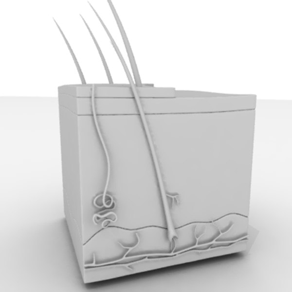 skin anatomy 3d model
