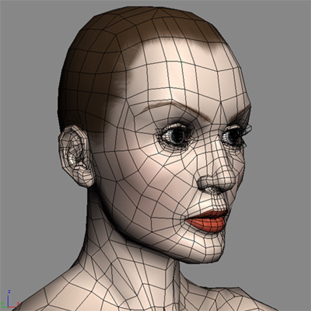 Female Anatomy 3d Model