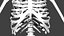 Human Skeleton