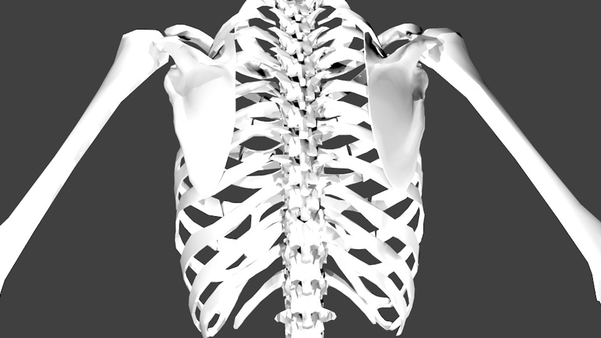 human skeleton model https://p.turbosquid.com/ts-thumb/Hg/67xtKK/n2o2OkPL/backribs/jpg/1520899514/1920x1080/fit_q87/b0a594933faddbb3b0c0e8243681e6752bcfcc88/backribs.jpg