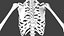 Human Skeleton