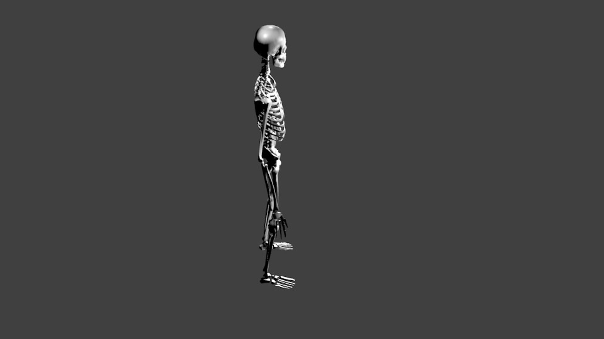 human skeleton model https://p.turbosquid.com/ts-thumb/Hg/67xtKK/y0ZuMvTv/side1/jpg/1520898735/1920x1080/fit_q87/9d6f4cac2e381a995f1388422967579f3f710547/side1.jpg