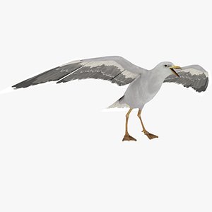 3D Seagull bird model