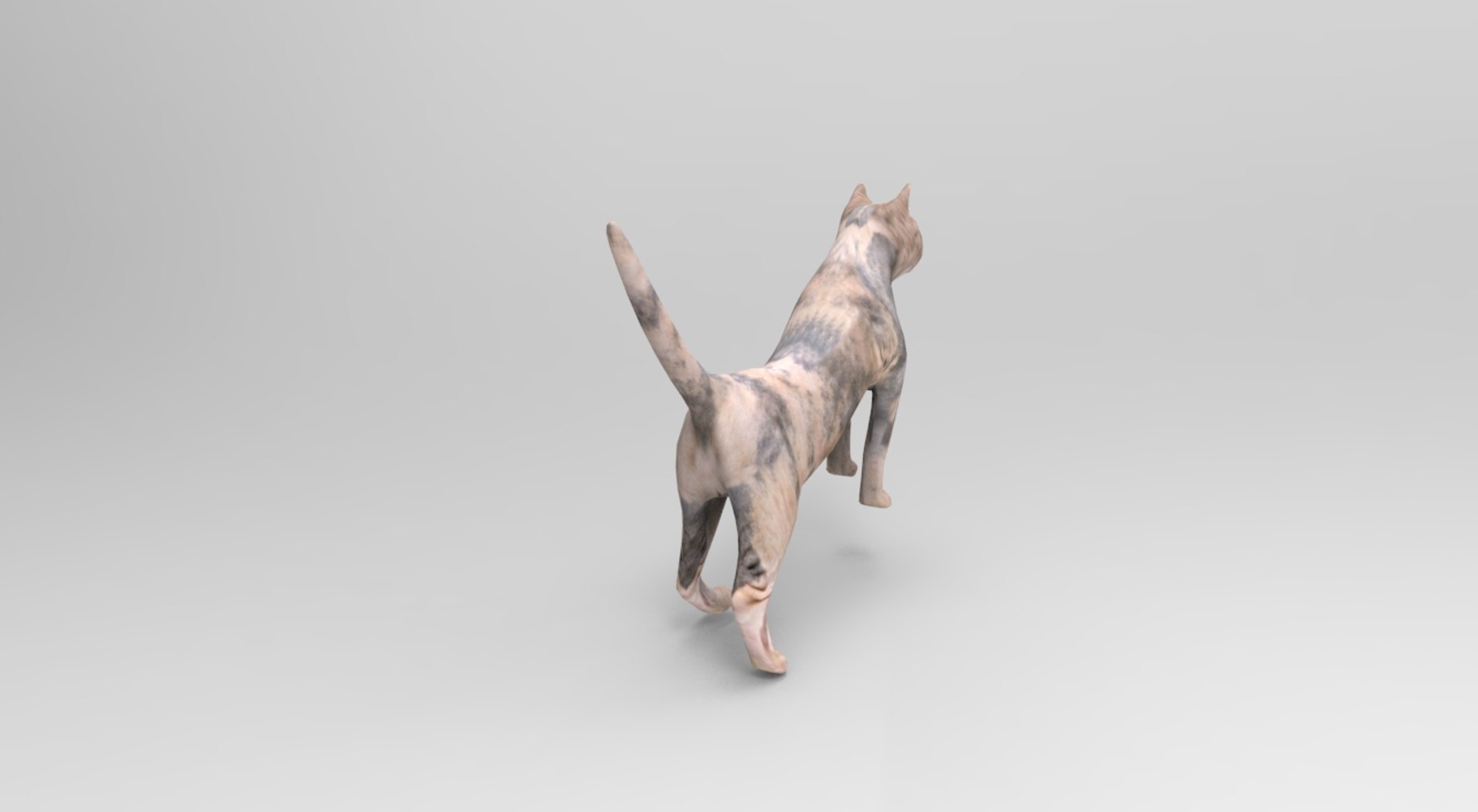 3D cat rigged | 1142714 | TurboSquid
