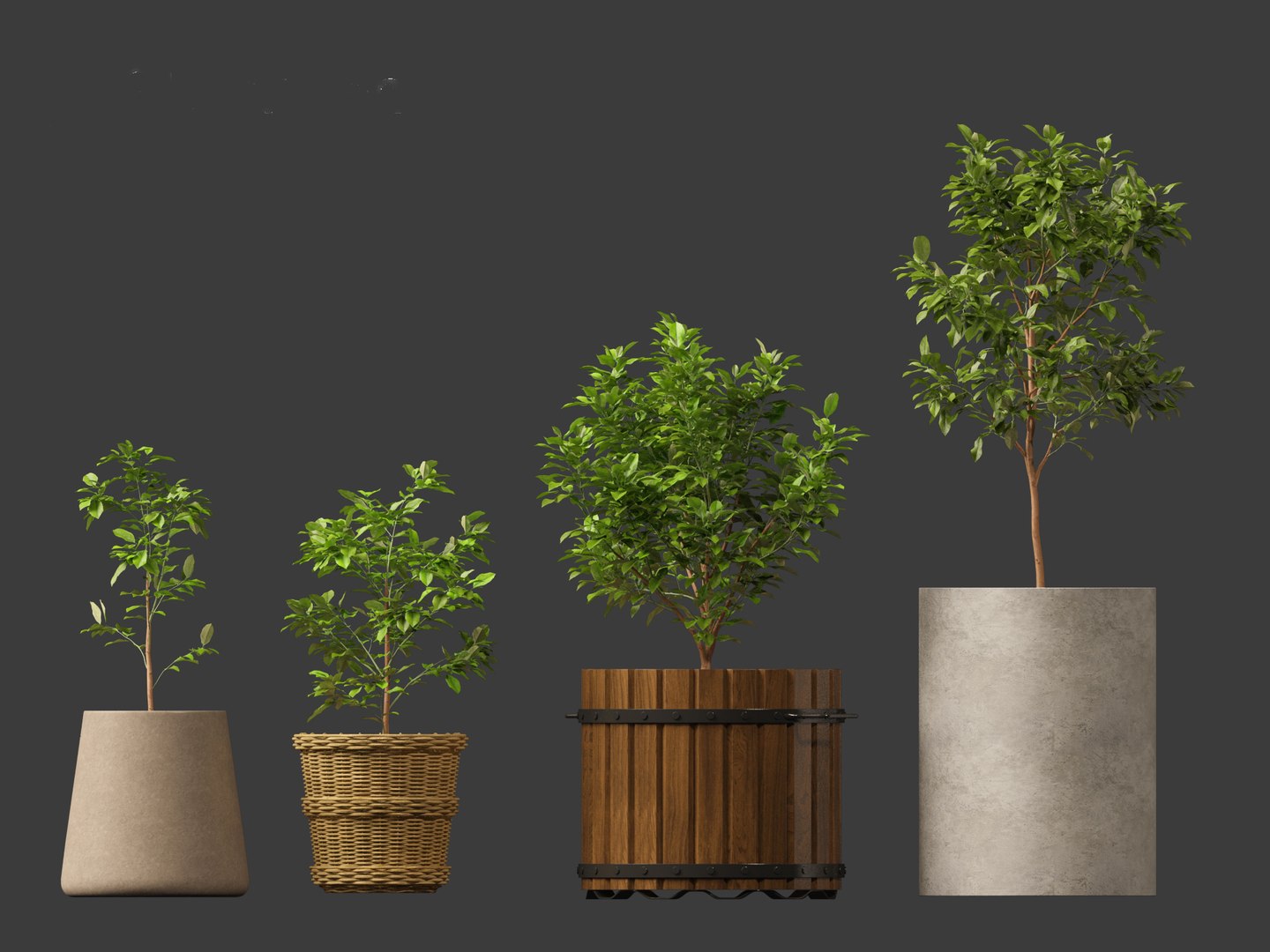 3D model Citrus limon - Lemon Tree 01 - TurboSquid 2138235