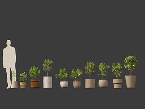 3D model Citrus limon - Lemon Tree 01