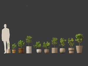 Citrus limon - Lemon Tree 01