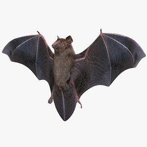 3d bat animal modelled model