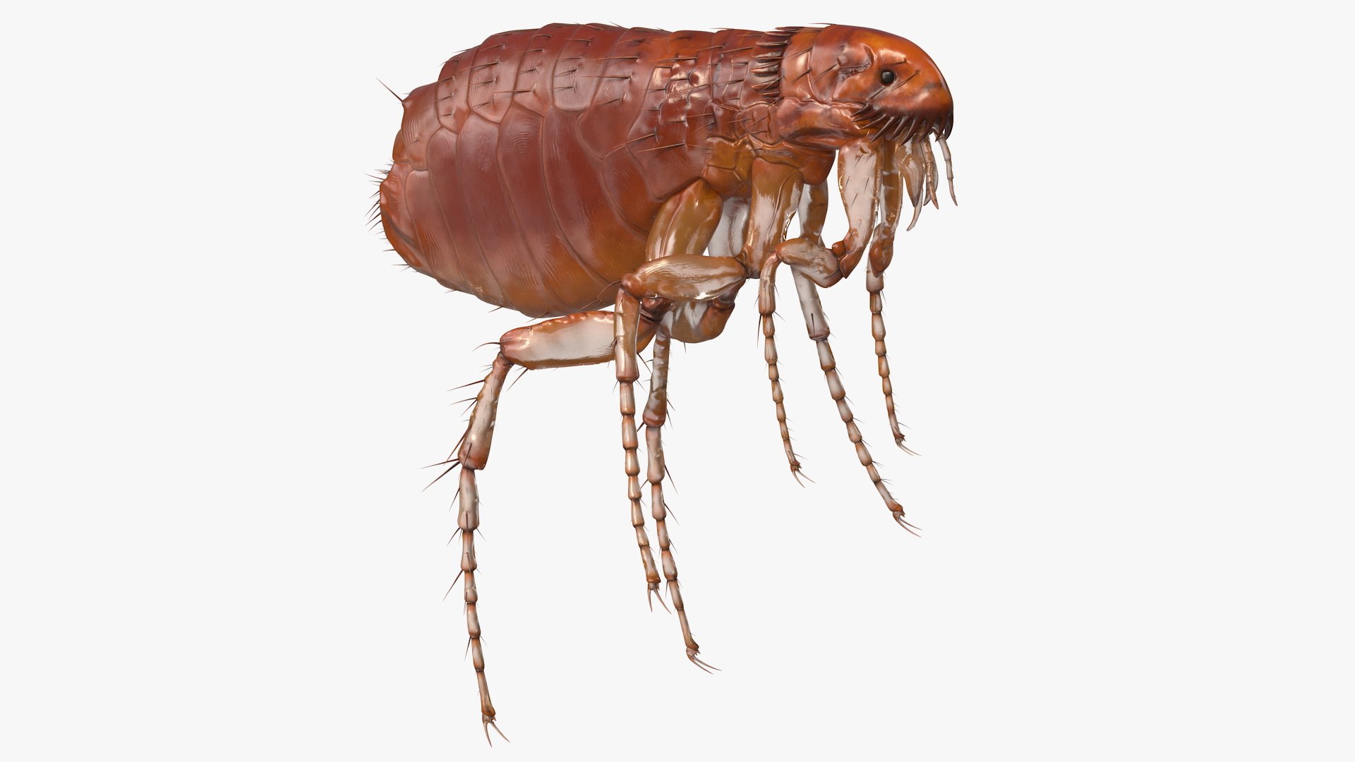 Flea Insect 3D model preview