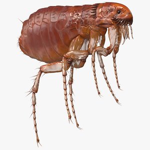 3D model flea insect