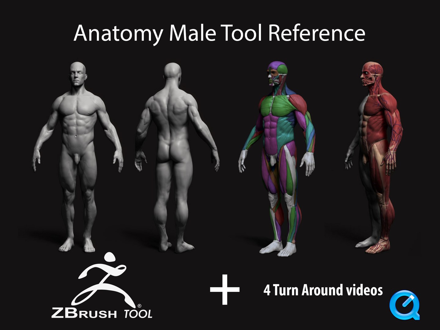 anatomy male tool reference 3d 3ds