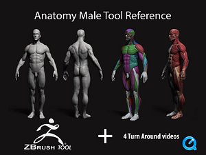 Anatomy male tool reference for artist