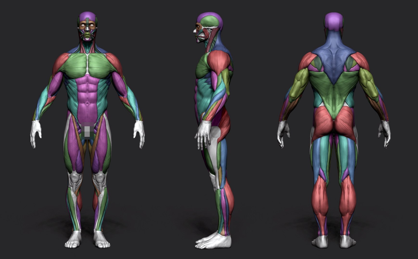 References anatomy. Мышцы человека референс. Анатомия референс мышцы. Мужская анатомия мышцы референс. Мышцы человека для художников.