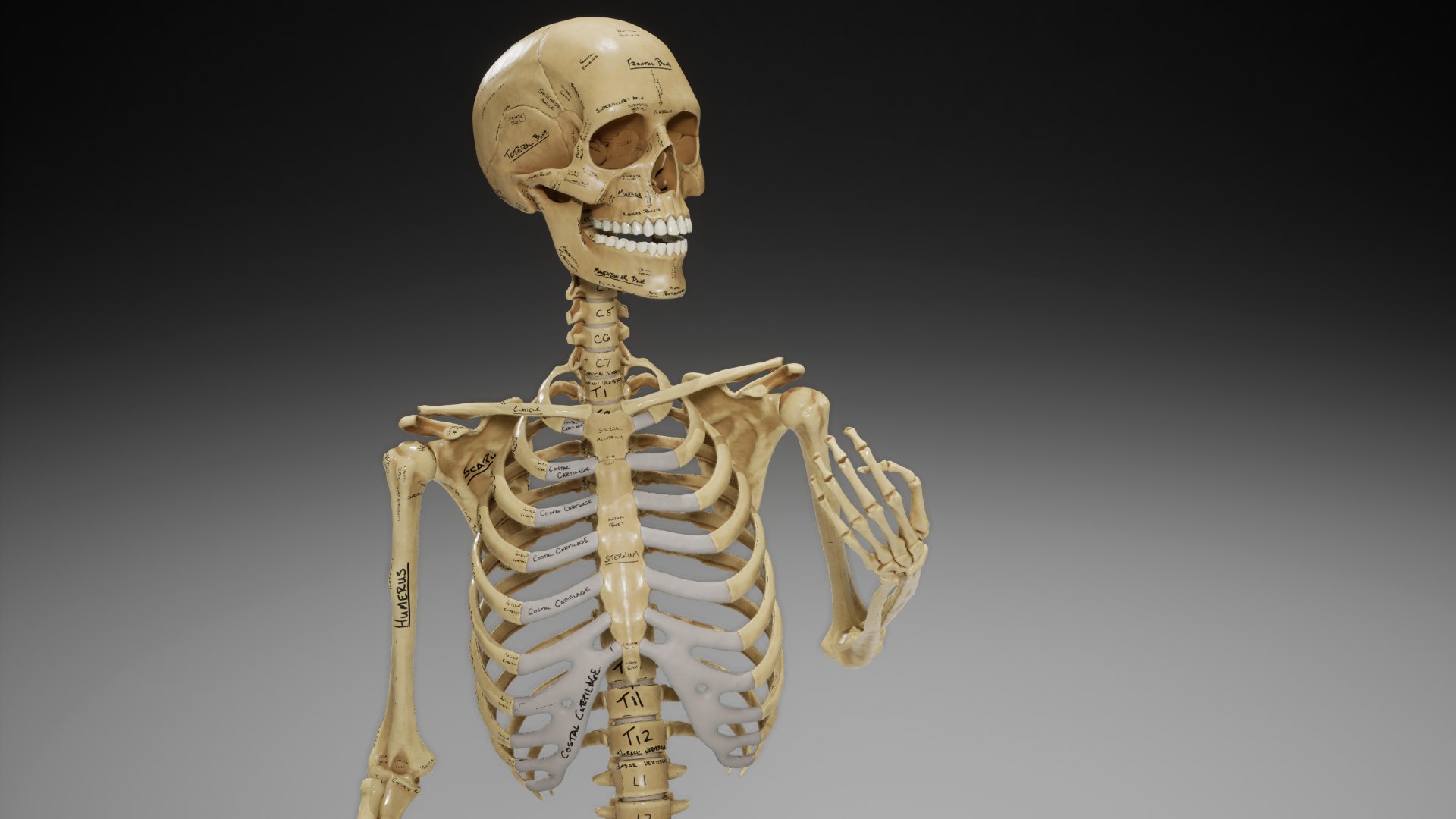 3D Female Skeleton - TurboSquid 1673714