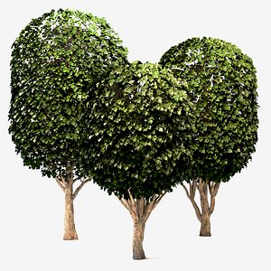 3D Mulberry or Morus Tree Set
