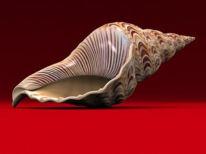 seashell charonia 3d model