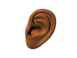human ear 3d model