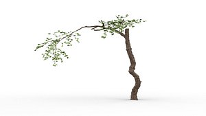 Old Tree V3