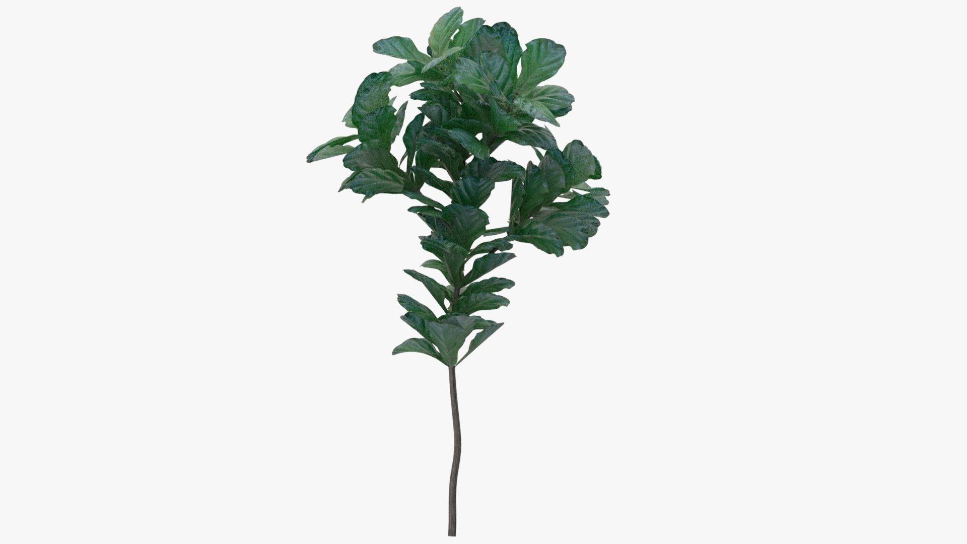 Small Live Oak Plant 3D Model - TurboSquid 2049901