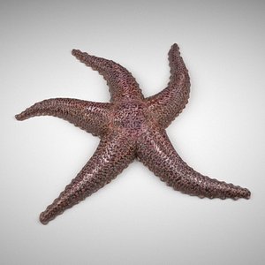 3d starfish