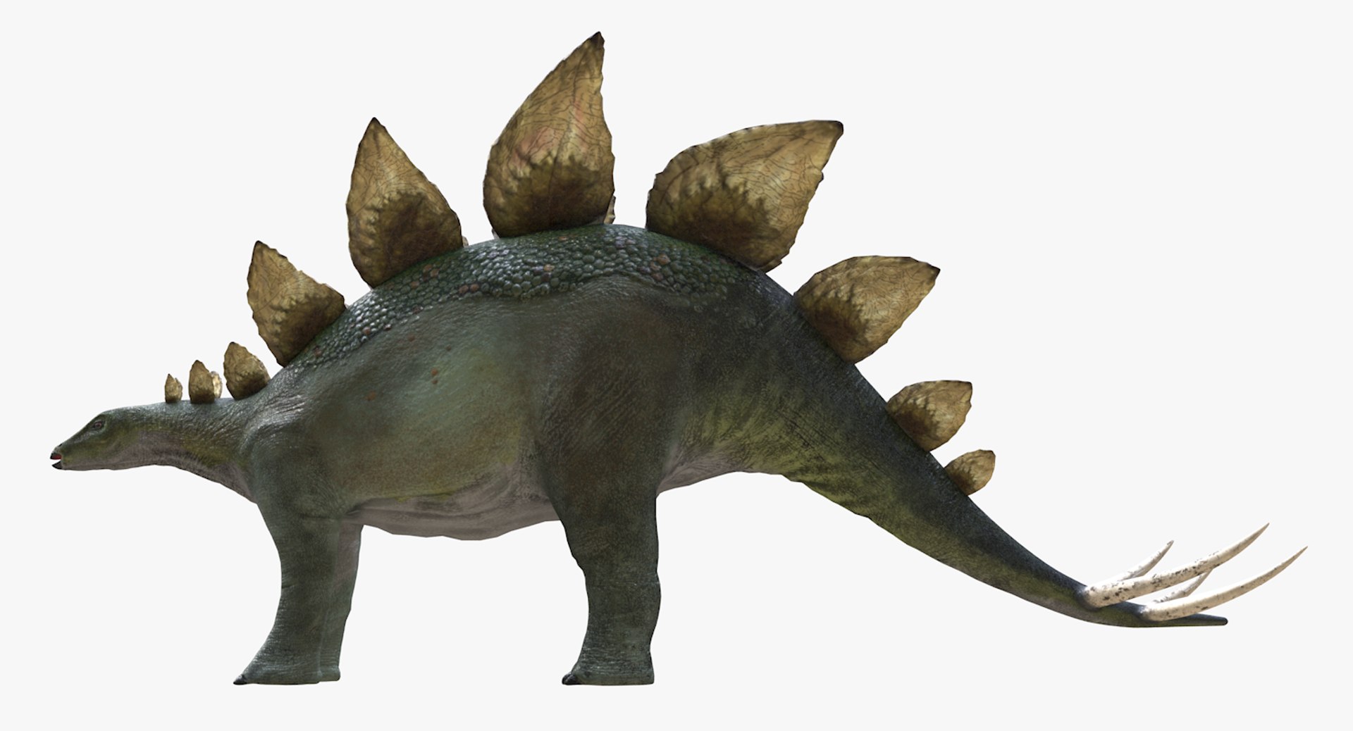 stegosaurus dinosaur animal 3D https://p.turbosquid.com/ts-thumb/Hh/DMR36L/lL82DZwH/stegosaurus4thsignature/tif/1543276162/1920x1080/fit_q87/035a0fd8f1392aa6fb580126d9547cc89ad8e338/stegosaurus4thsignature.jpg