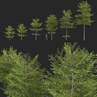 Terminalia mantaly - Madagascar Almond 3D model