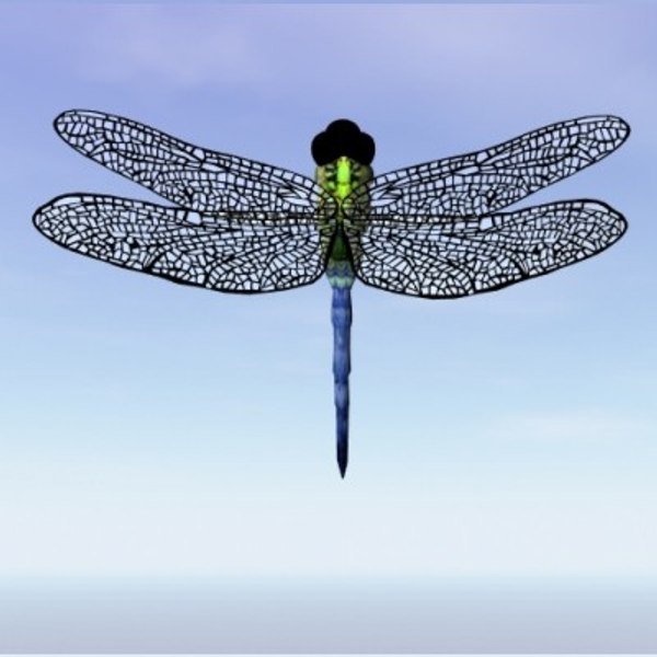 dragonfly max